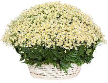 Цветочная композиция из Ромашки в корзине #REPLACE_PRED# Костино